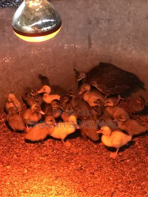Khaki Campbell Ducks