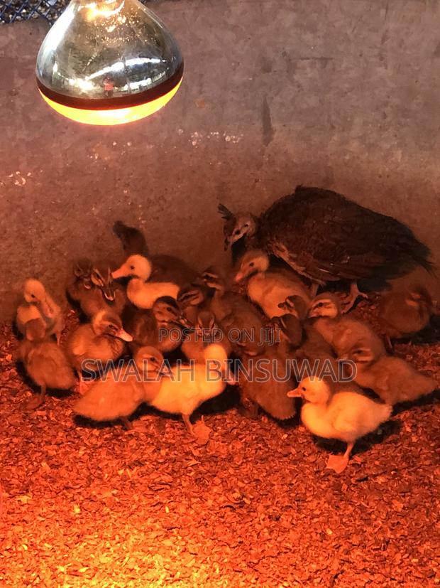 Khaki Campbell Ducks