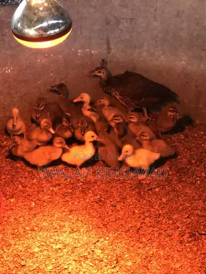 Khaki Campbell Ducks