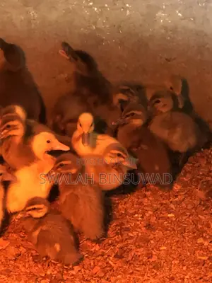 Khaki Campbell Ducks
