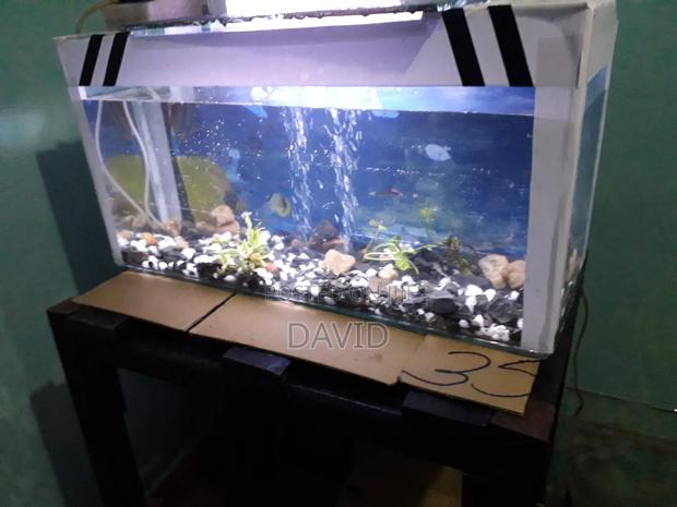Aquarium and Fish Pets