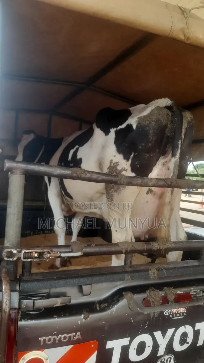 Heifers Cows