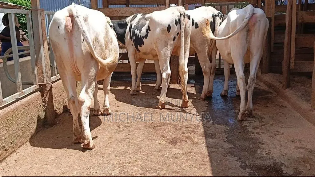 Heifers Cows