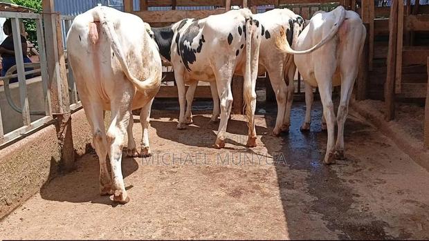 Heifers Cows - thumbnail 2
