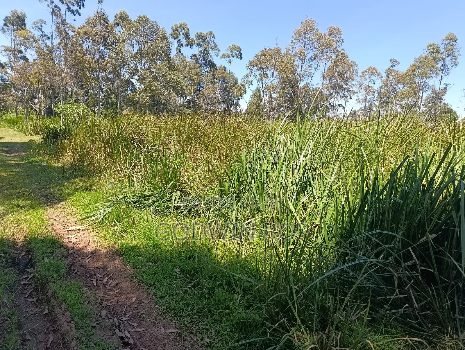 50 by 100 Plots for Sale in Outspan Eldoret.