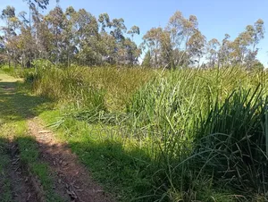 50 by 100 Plots for Sale in Outspan Eldoret.