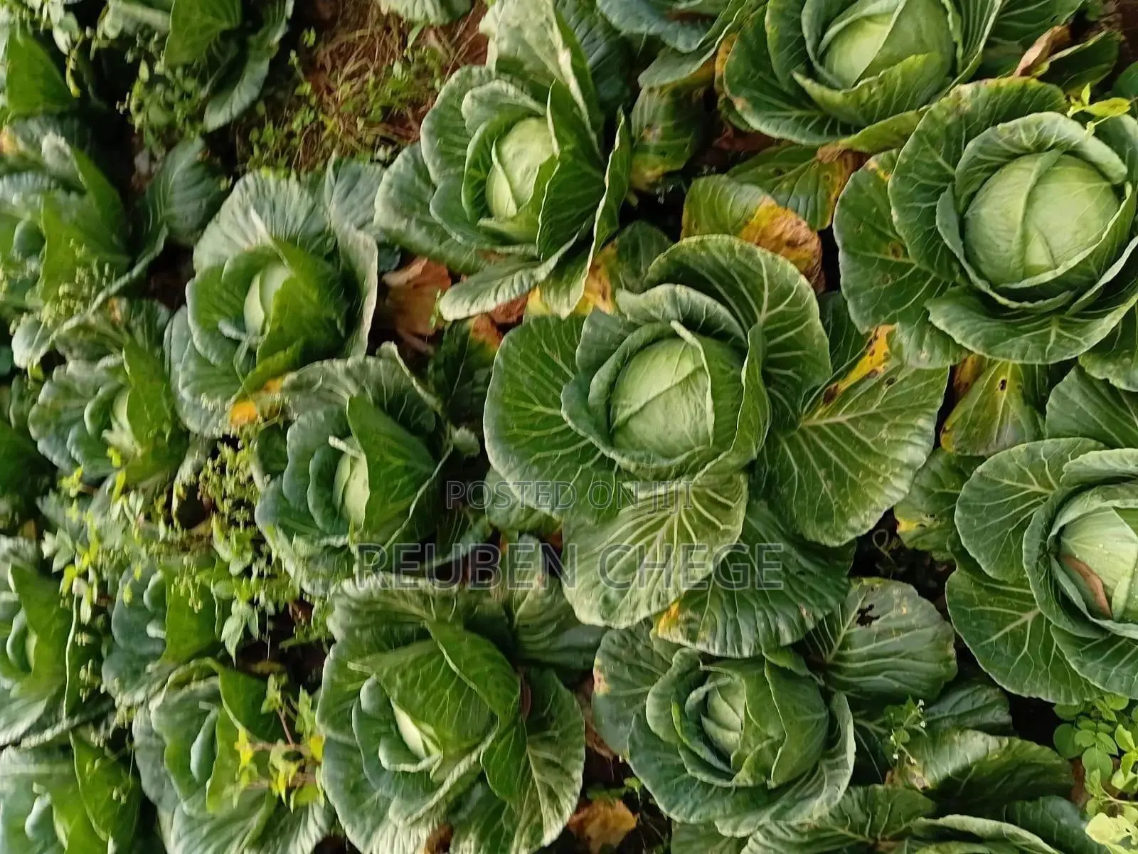 Fresh Cabbages From the Farm