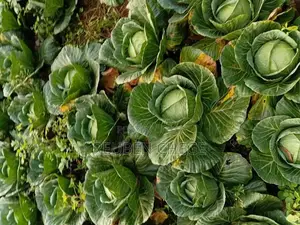 Fresh Cabbages From the Farm
