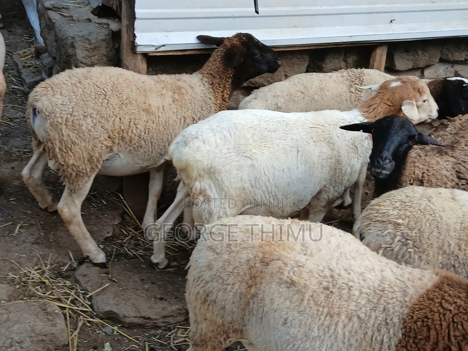 Dorper Males for Sale