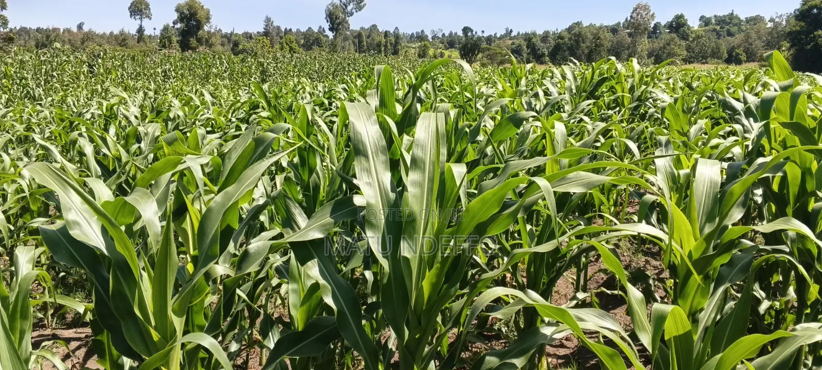1/2 an Acre at Kihingo for Sale
