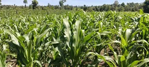 1/2 an Acre at Kihingo for Sale