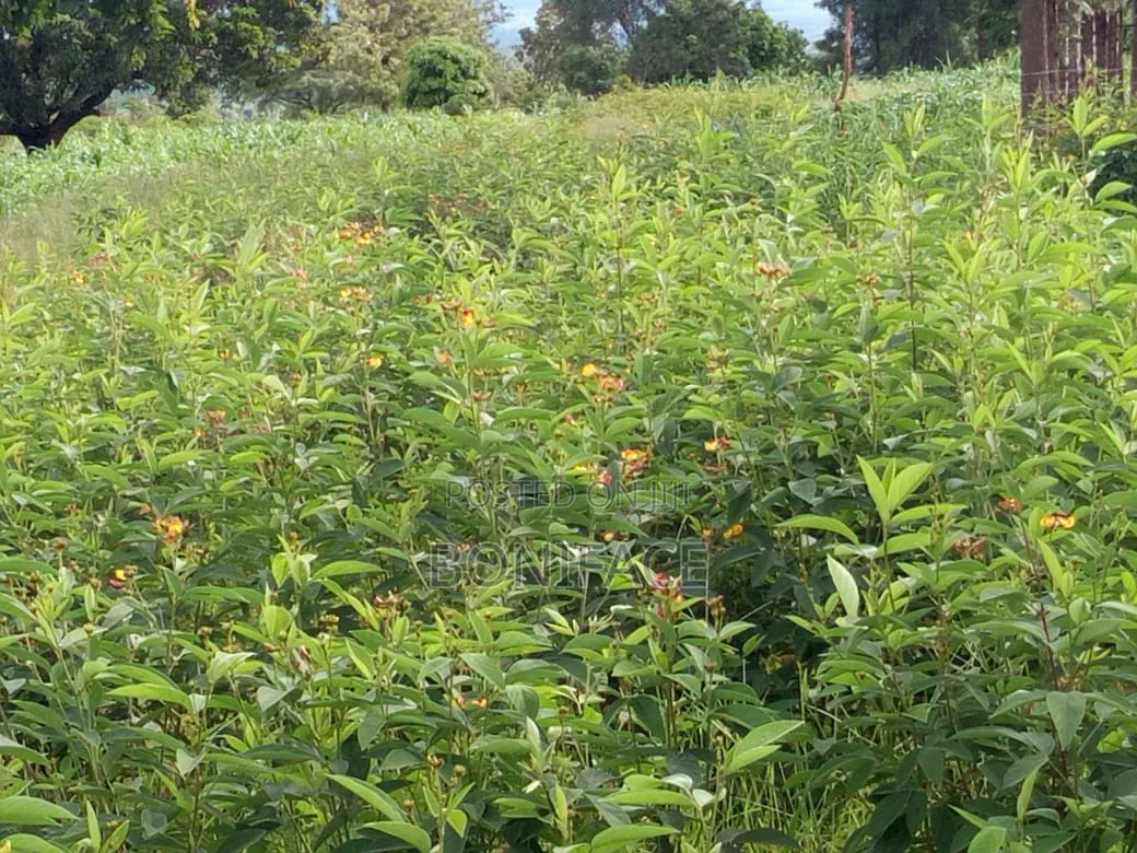 3 Acres With B/Hole at Mwea Pi (Wamûmû) Along Makutano-Embu H/Way