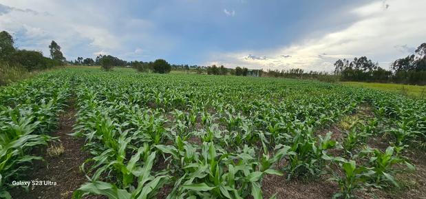 20 Acres With Modern 5-Bedroom Home – Kaplelach Kiplombe, Eldoret - thumbnail 4