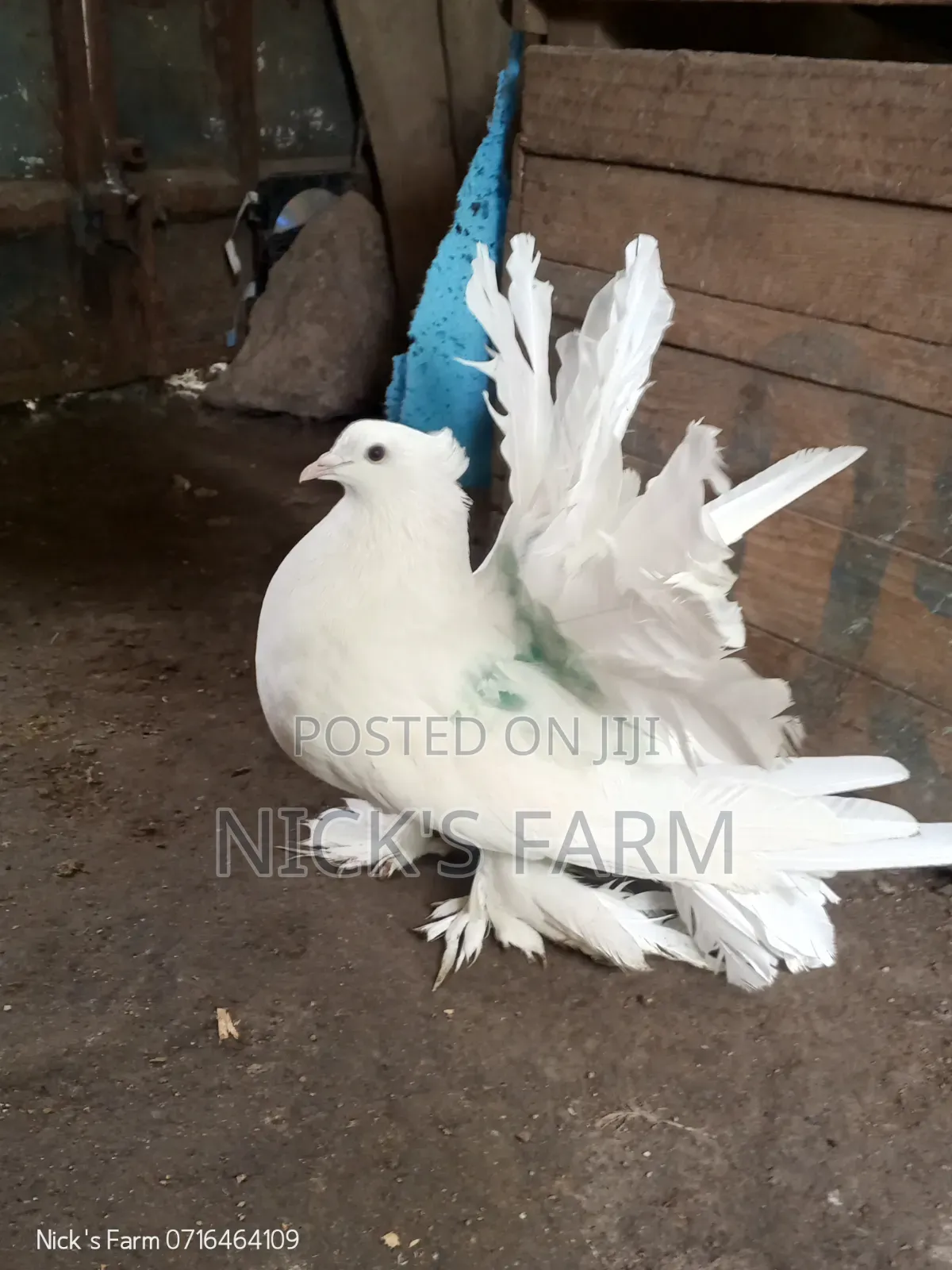 Fantail Pigeon