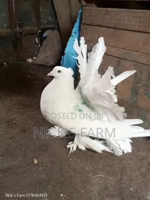 American Fantail Pigeon