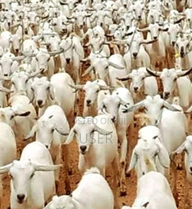 Galla/Somali Goats