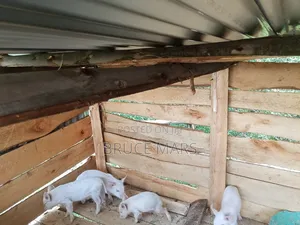 Piglets for Sale