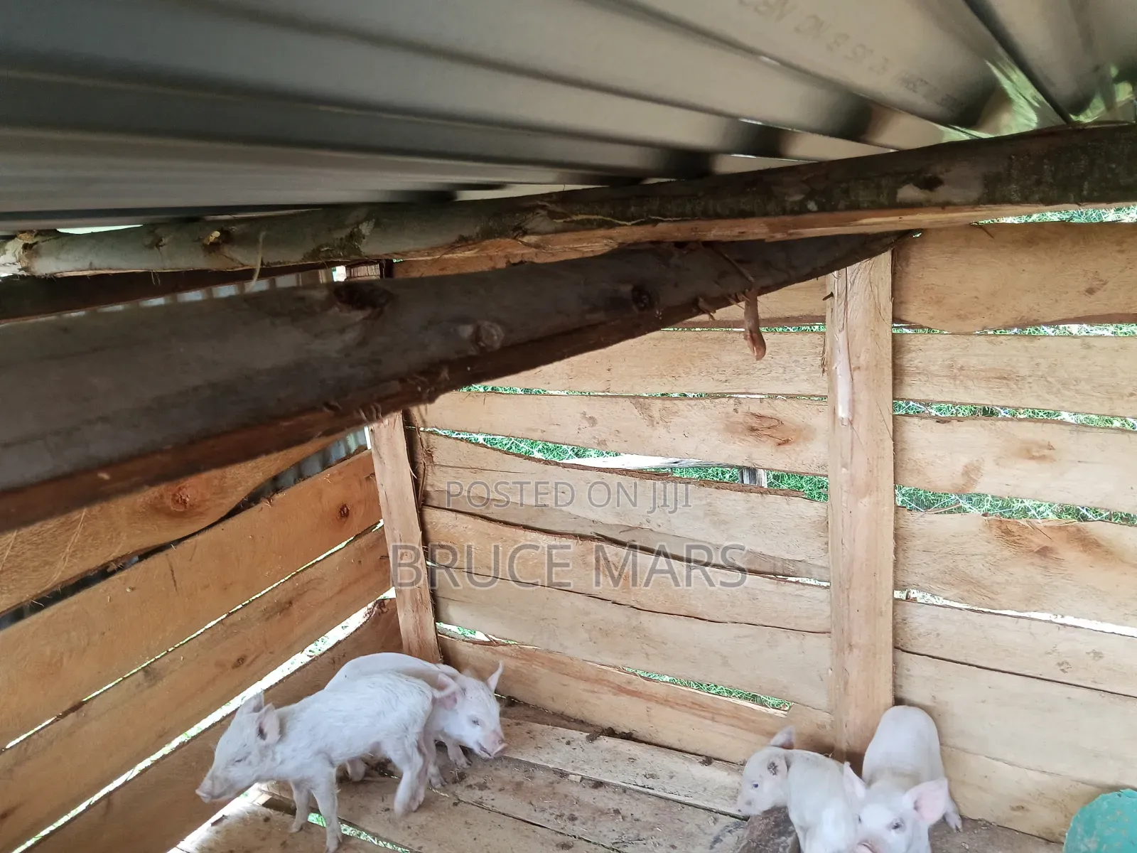 Piglets for Sale