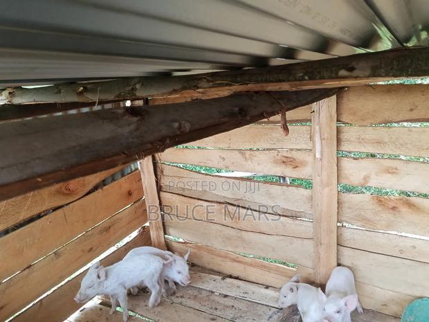 Piglets for Sale - thumbnail 2