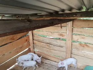 Piglets for Sale