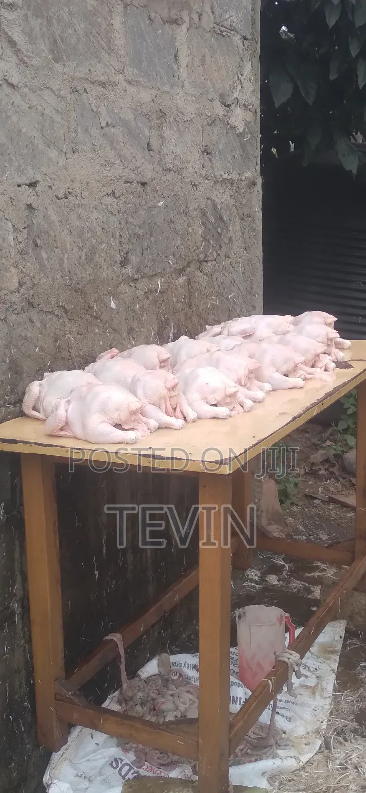 Broiler Chicken