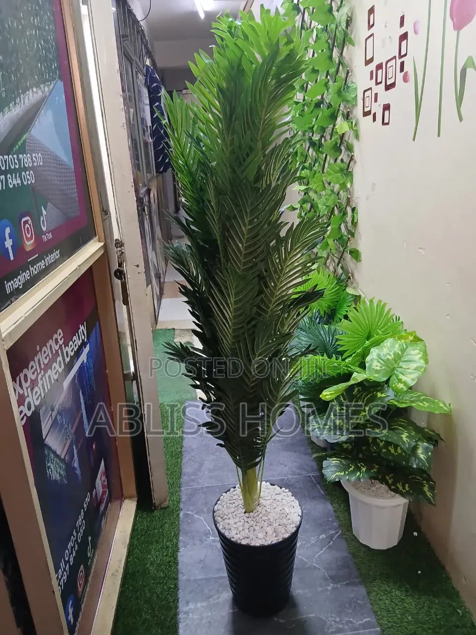 Palm Plants