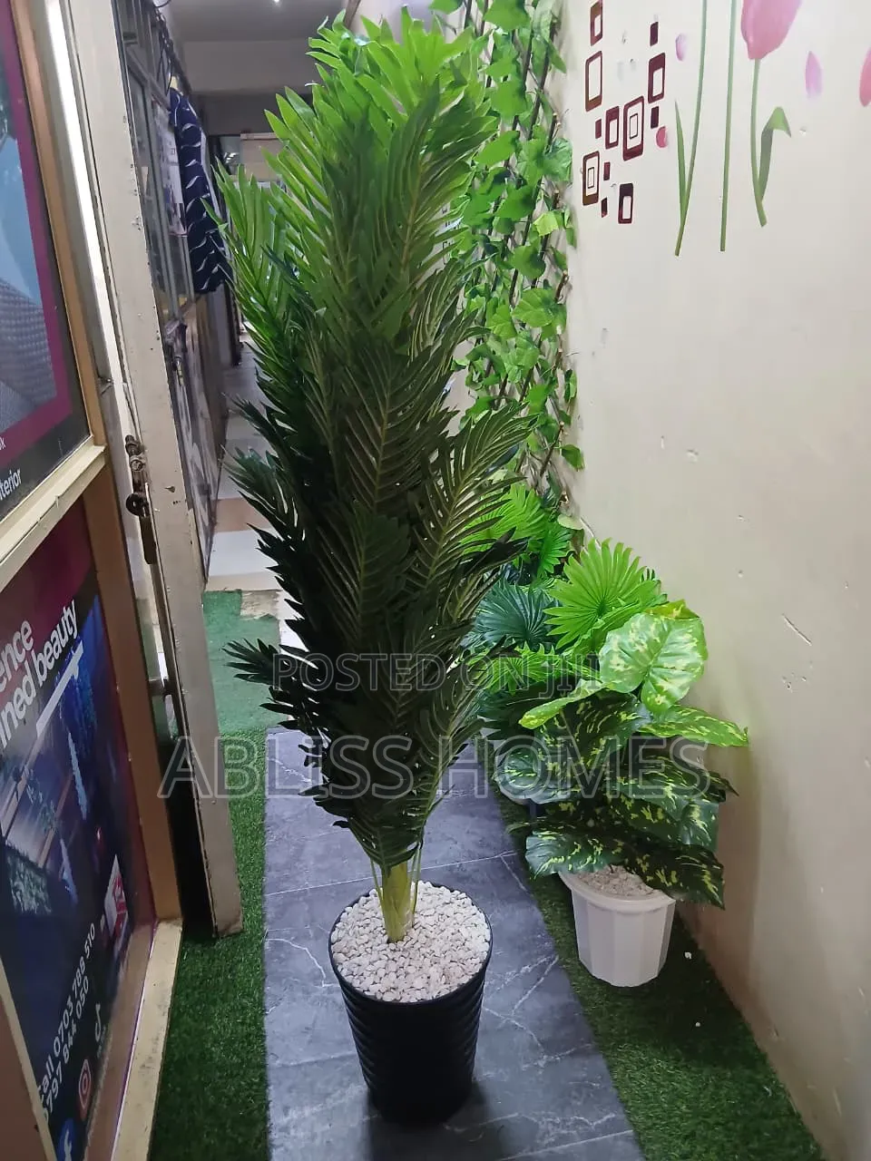 Palm Plants