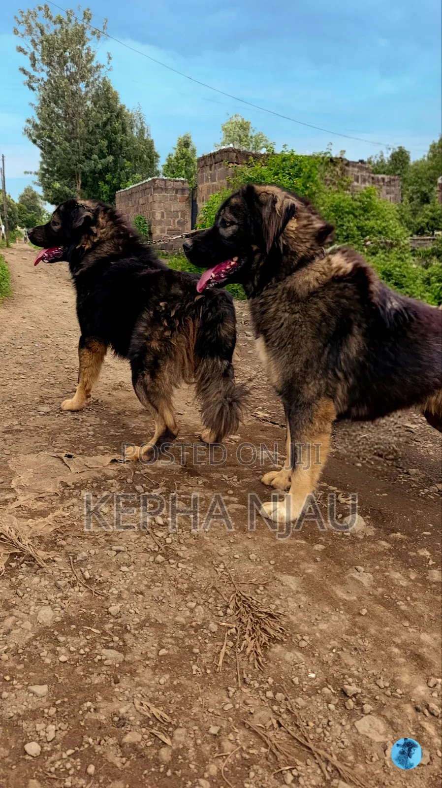1+ year Male Purebred Caucasian Shepherd