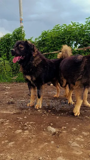 1+ year Male Purebred Caucasian Shepherd