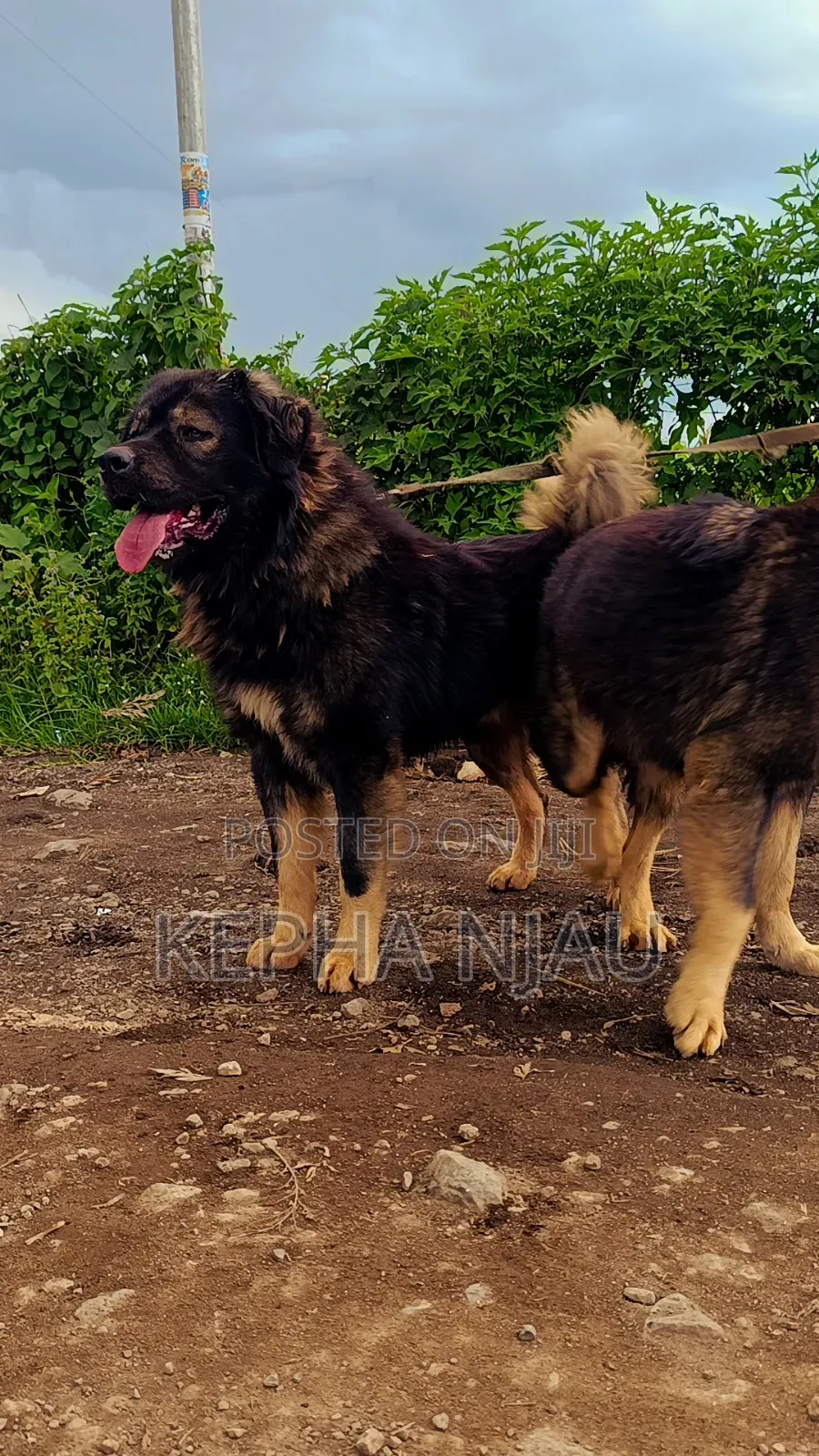 1+ year Male Purebred Caucasian Shepherd