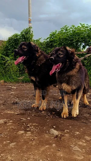 1+ year Male Purebred Caucasian Shepherd