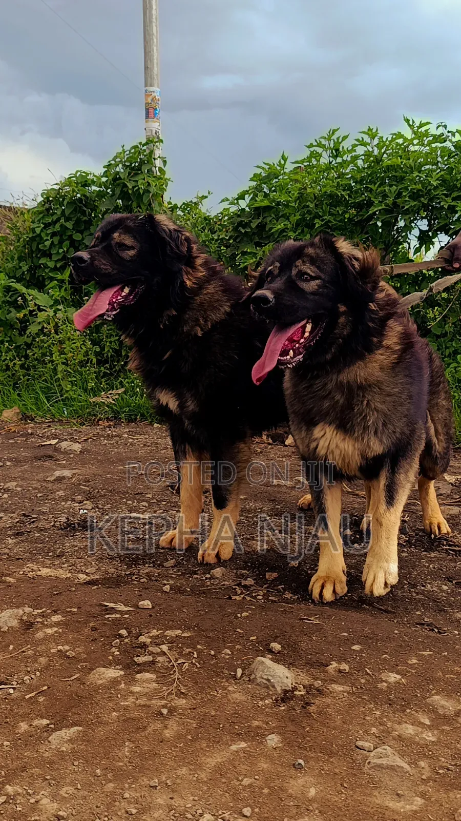 1+ year Male Purebred Caucasian Shepherd