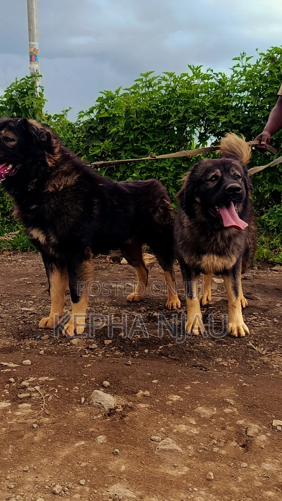 1+ year Male Purebred Caucasian Shepherd