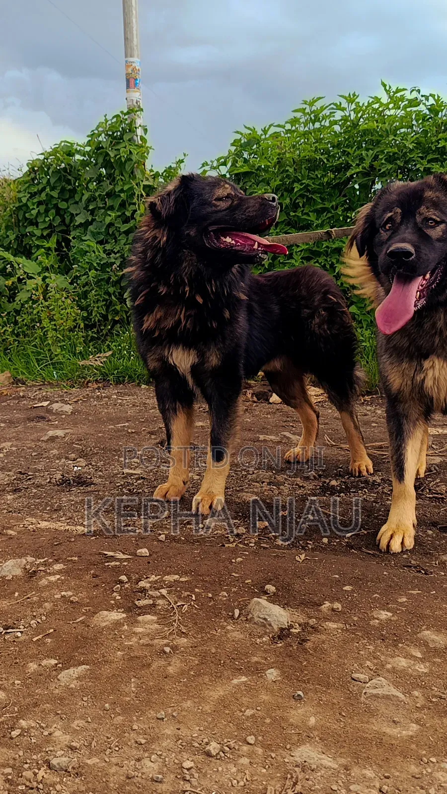 1+ year Male Purebred Caucasian Shepherd