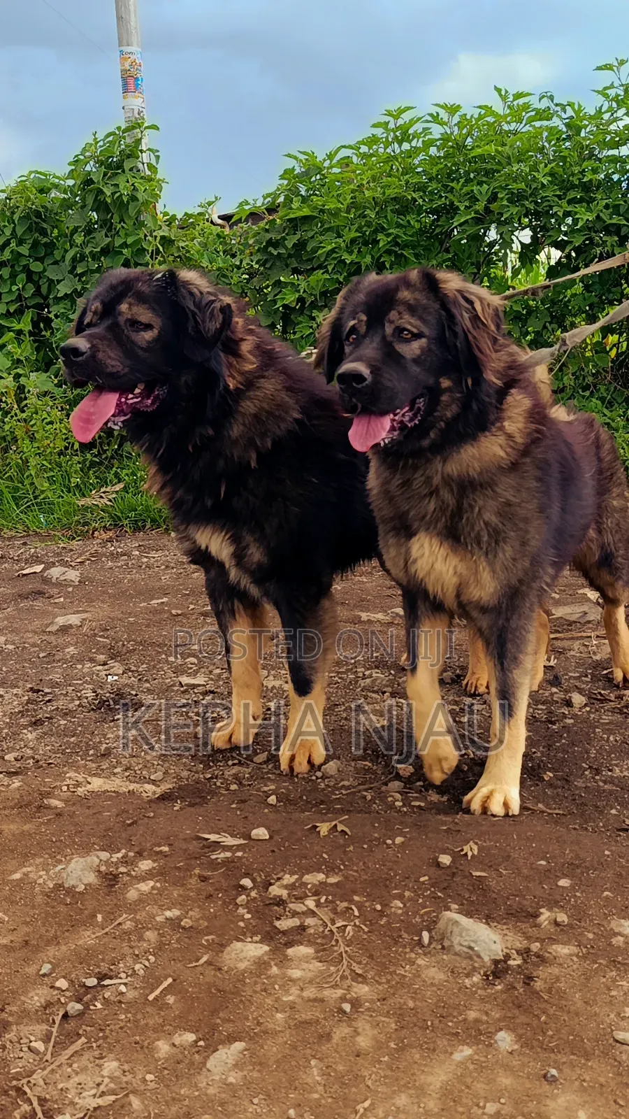 1+ year Male Purebred Caucasian Shepherd