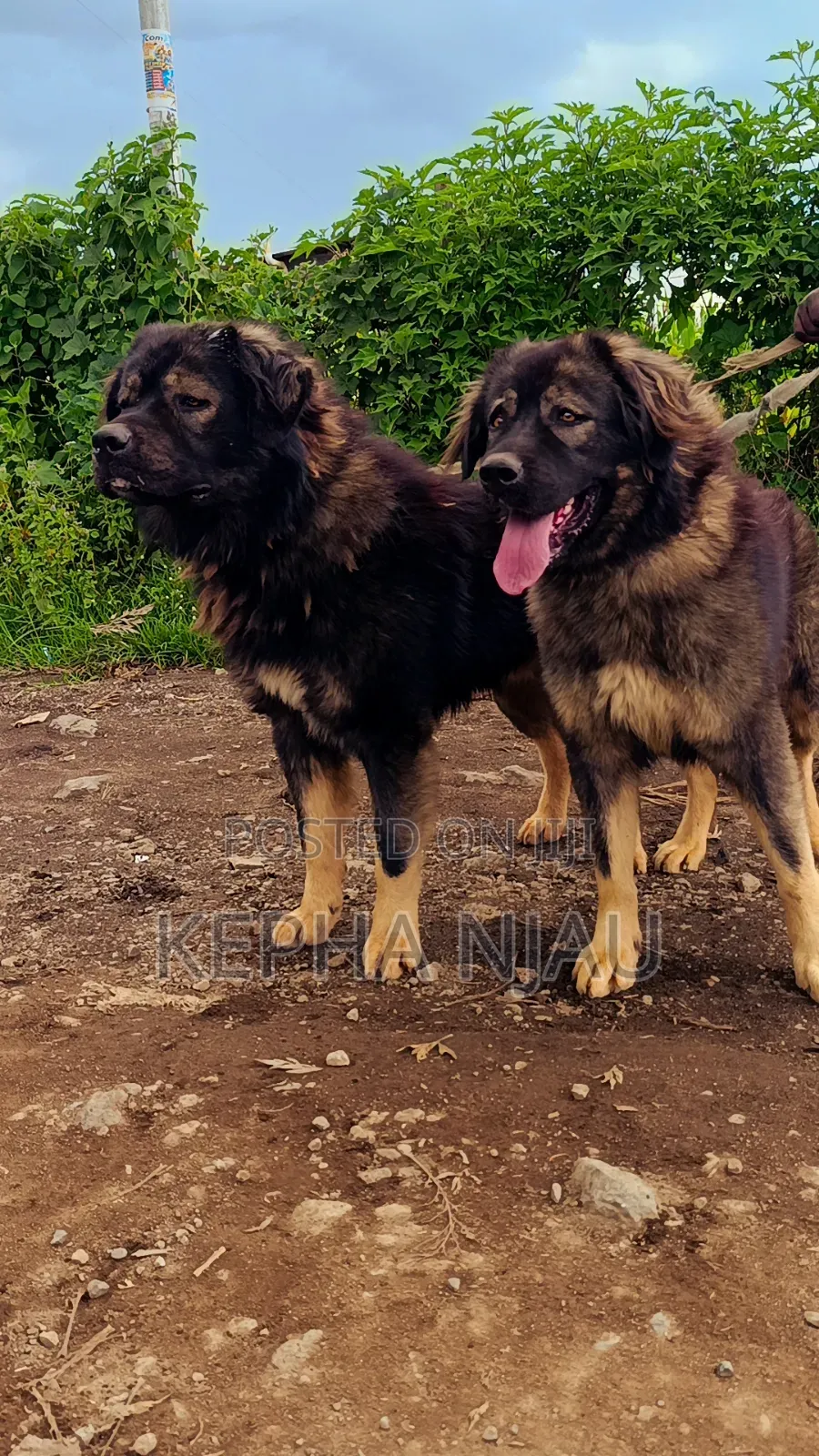 1+ year Male Purebred Caucasian Shepherd