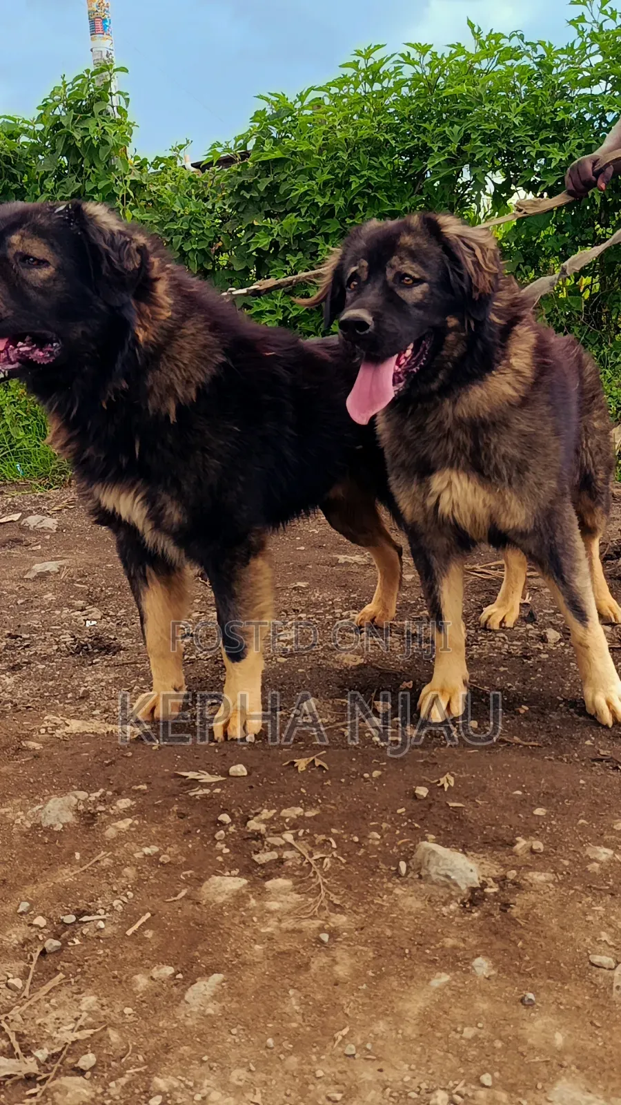 1+ year Male Purebred Caucasian Shepherd