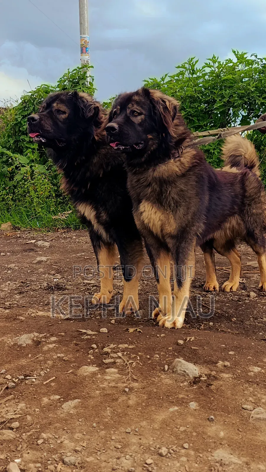 1+ year Male Purebred Caucasian Shepherd