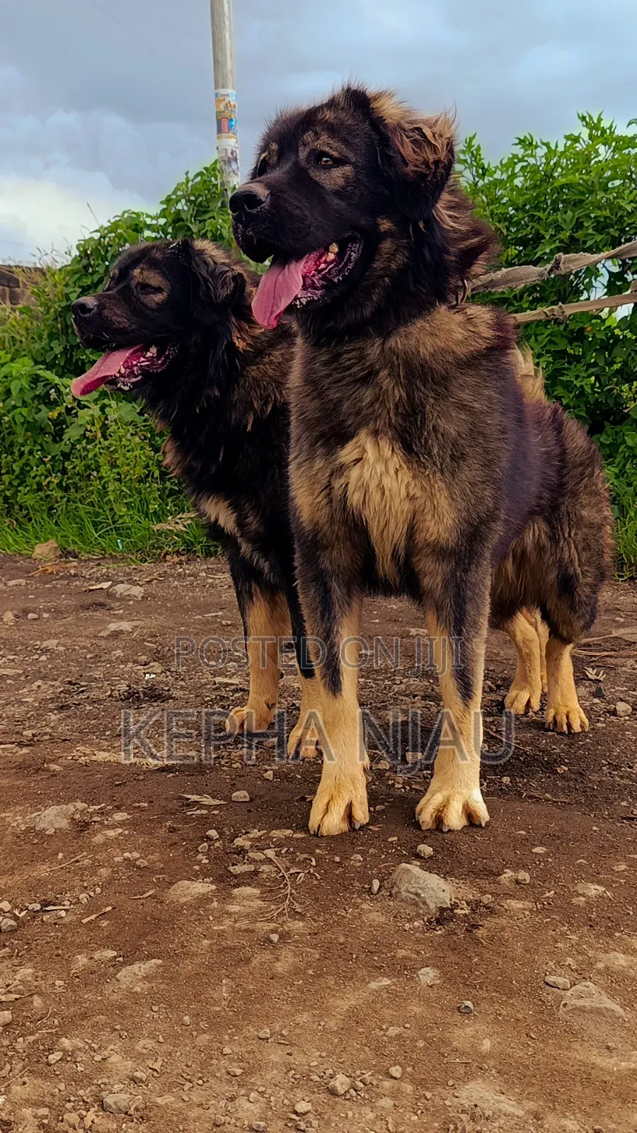1+ year Male Purebred Caucasian Shepherd
