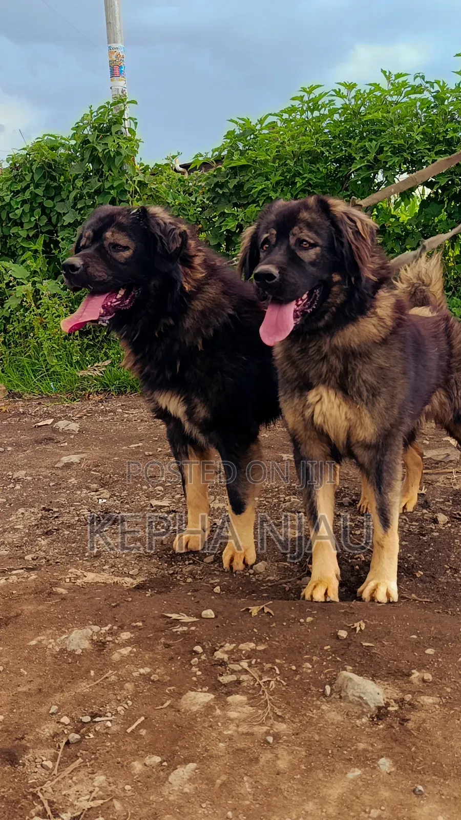 1+ year Male Purebred Caucasian Shepherd