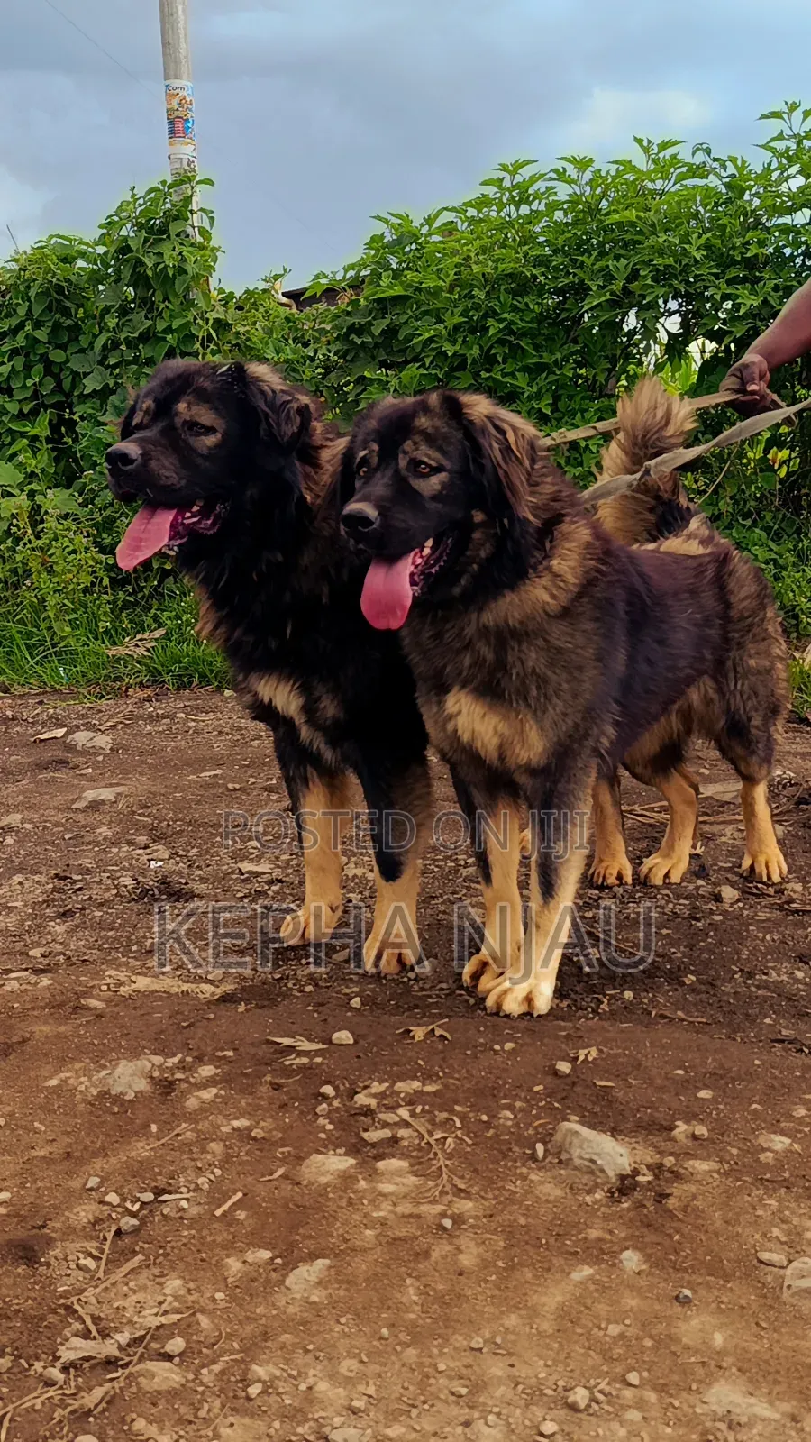 1+ year Male Purebred Caucasian Shepherd