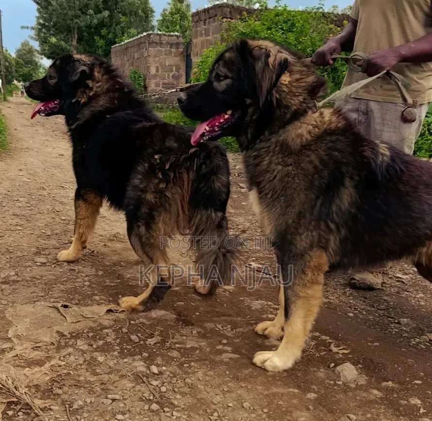 1+ year Male Purebred Caucasian Shepherd