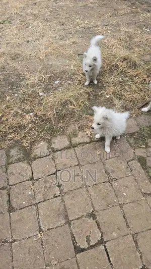 1-3 months Male Purebred Japanese Spitz
