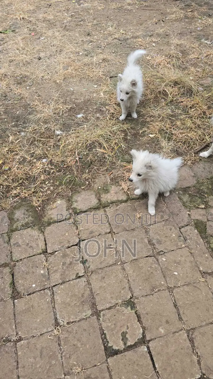 1-3 months Male Purebred Japanese Spitz