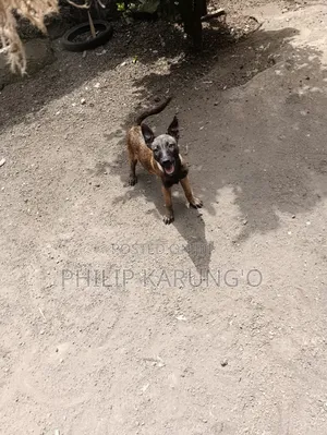 3-6 months Male Purebred Belgian Malinois