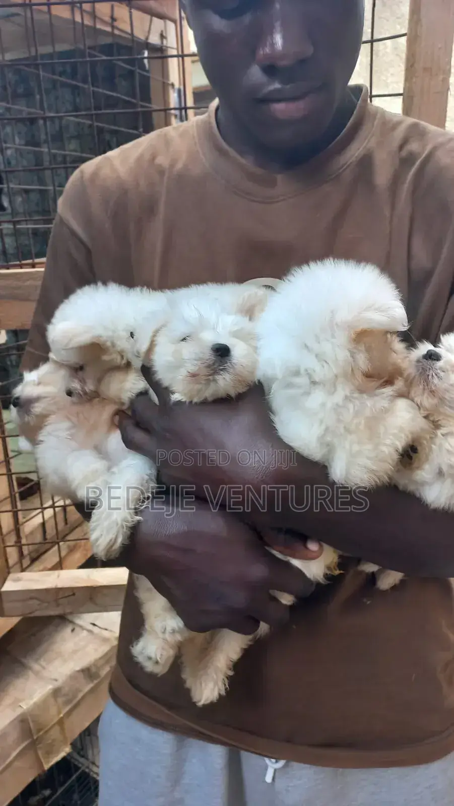 1-3 months Female Purebred Maltese