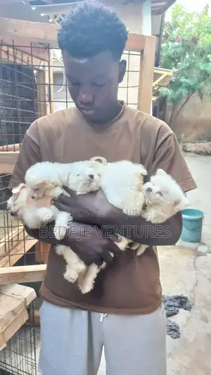 1-3 months Female Purebred Maltese