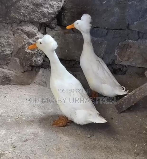 Crested Ducks. 2 Months Pair.