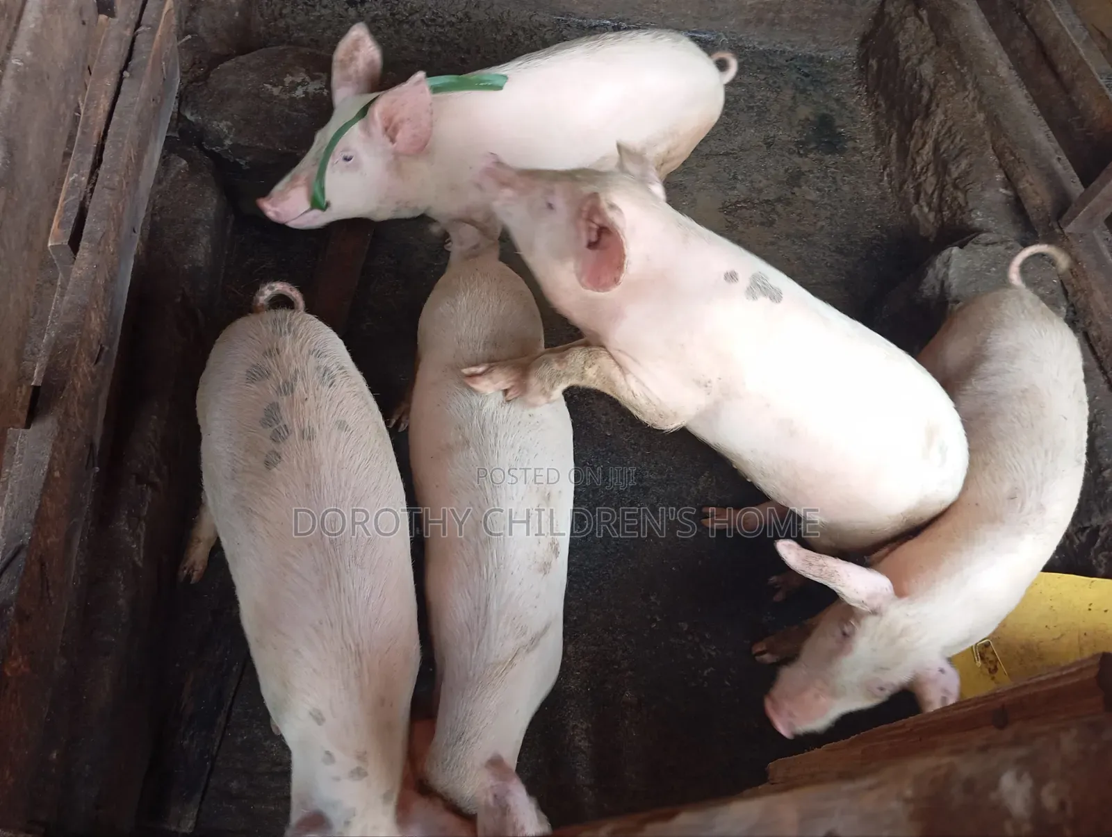 Crossbreed Pigs