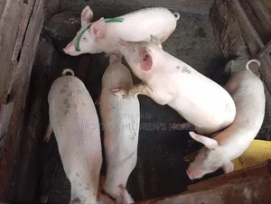 Crossbreed Pigs